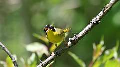 8: Common Yellowthroat 0C3_0283