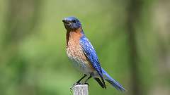 11: Eastern Bluebird 0C3_0370