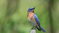 12: Eastern Bluebird 0C3_0379