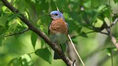 14: Eastern Bluebird 0C3_0529