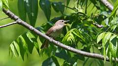 15: House Wren 0C3_0439