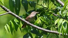 16: House Wren 0C3_0442