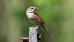 17: House Wren 0C3_0469