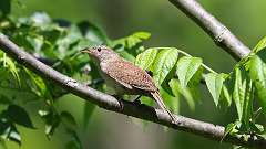 18: House Wren 0C3_0511