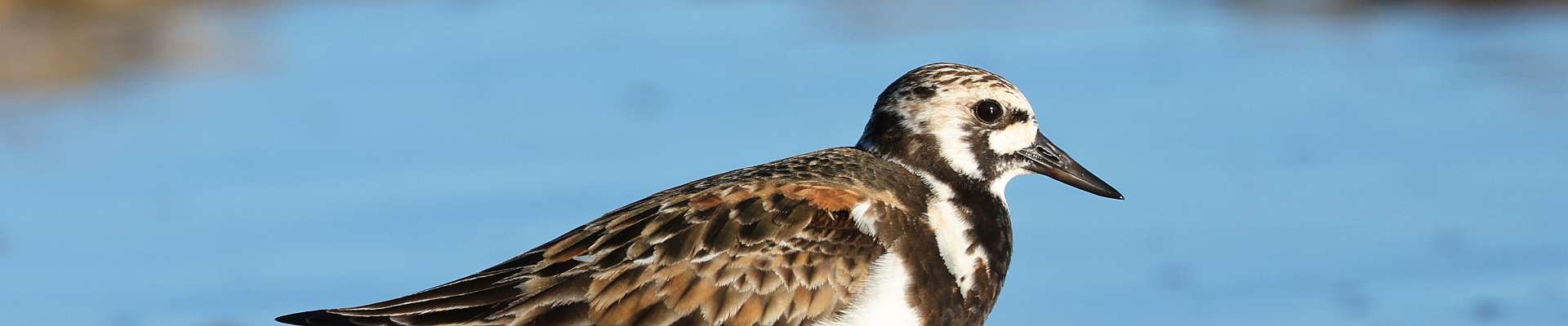 Click to show or hide the buttons