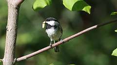 1: Black-capped Chickadee 0C3_0095