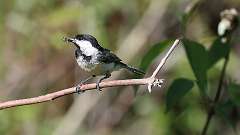 2: Black-capped Chickadee 0C3_0127