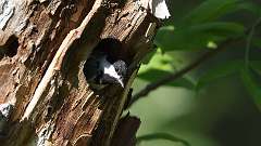 3: Black-capped Chickadee 0C3_0307