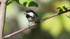 4: Black-capped Chickadee 0C3_0313