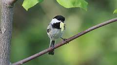 5: Black-capped Chickadee 0C3_1588