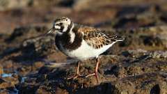 6: Ruddy Turnstone 0C3_0902