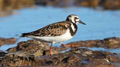 7: Ruddy Turnstone 0C3_1188