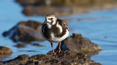 8: Ruddy Turnstone 0C3_1223