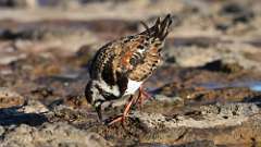 9: Ruddy Turnstone 0C3_1359