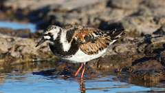 10: Ruddy Turnstone 0C3_1442