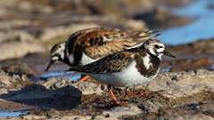 11: Ruddy Turnstone 0C3_1614