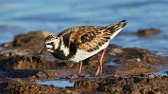 12: Ruddy Turnstone 0C3_1946