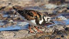 13: Ruddy Turnstone 0C3_2427