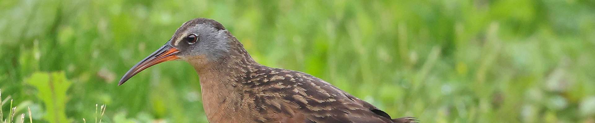 Click to show or hide the buttons