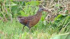 1: Virginia Rail 0C3_0100