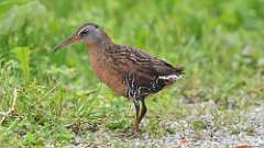 2: Virginia Rail 0C3_0127