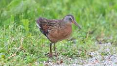 3: Virginia Rail 0C3_0190