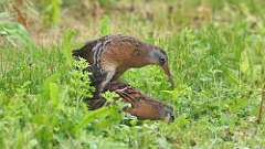 4: Virginia Rail 0C3_0370
