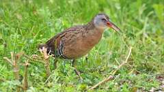 6: Virginia Rail 0C3_0637