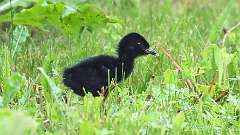 9: Virginia Rail baby 0C3_0670