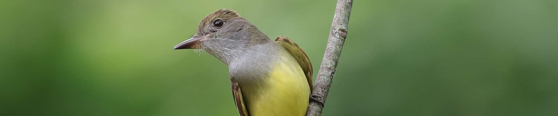 Click to show or hide the buttons