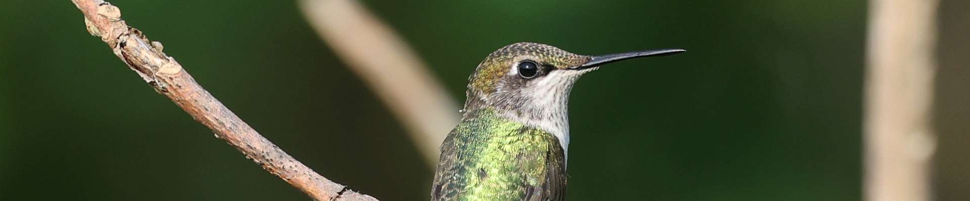 Click to show or hide the buttons