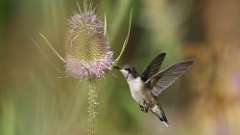 1: Ruby-throated Hummingbird 0C3_1091