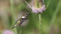 2: Ruby-throated Hummingbird 0C3_1124