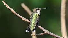 3: Ruby-throated Hummingbird 0C3_1140