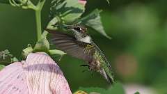 4: Ruby-throated Hummingbird 0C3_1154