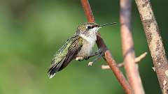 5: Ruby-throated Hummingbird 0C3_1274