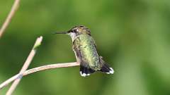 6: Ruby-throated Hummingbird 0C3_1446