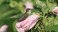 7: Ruby-throated Hummingbird 0C3_1479