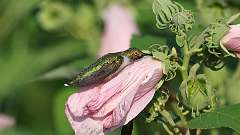 8: Ruby-throated Hummingbird 0C3_1498