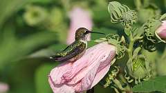 9: Ruby-throated Hummingbird 0C3_1507