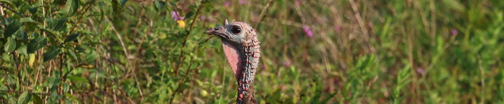 Click to show or hide the buttons