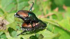 1: Japanese beetle 6M2_0217