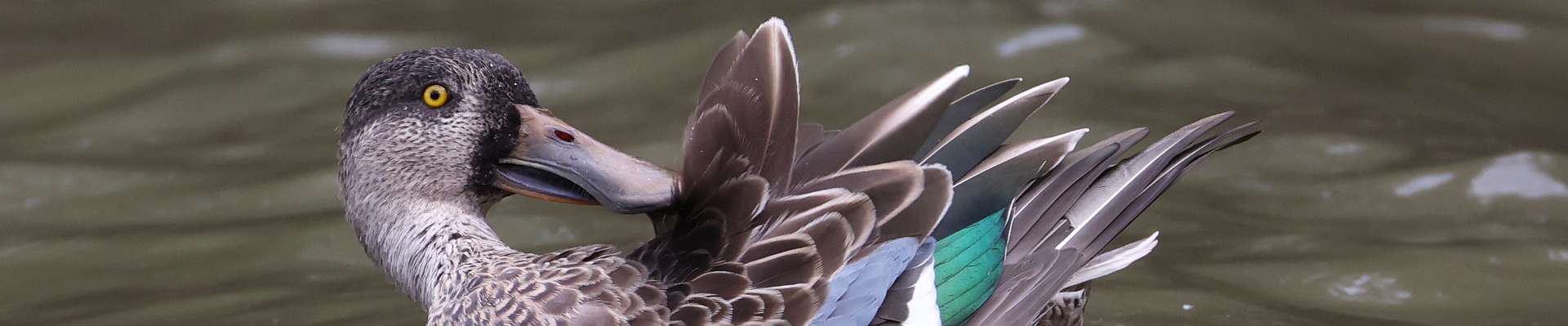 Click to show or hide the buttons