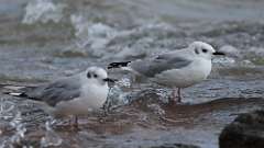 15: Bonapartes gull 0C3_1590