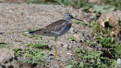 1: Greater Yellowlegs 0C3_0019