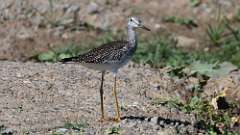 2: Greater Yellowlegs 0C3_0031