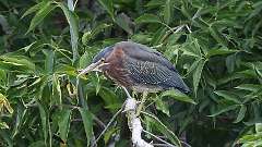 3: Green Heron 0C3_0143