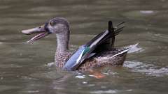 4: Northern Shoveler 0C3_0606