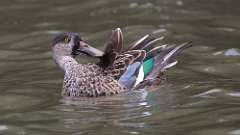 5: Northern Shoveler 0C3_0646