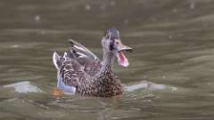 6: Northern Shoveler 0C3_0688
